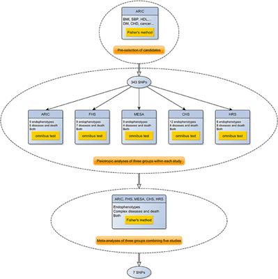 Pleiotropic Meta-Analyses of Longitudinal Studies Discover Novel Genetic Variants Associated with Age-Related Diseases